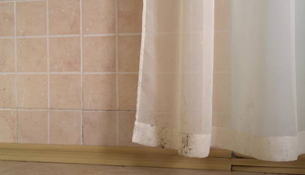 Stanton, CA Mold Removal Company