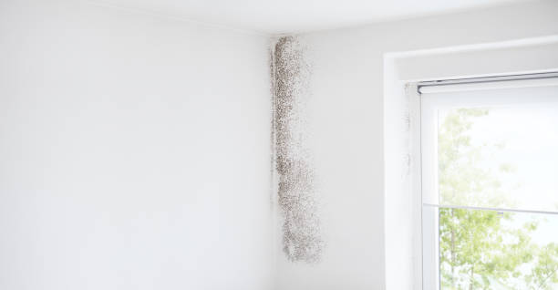 Biohazard Mold Removal in Stanton, CA